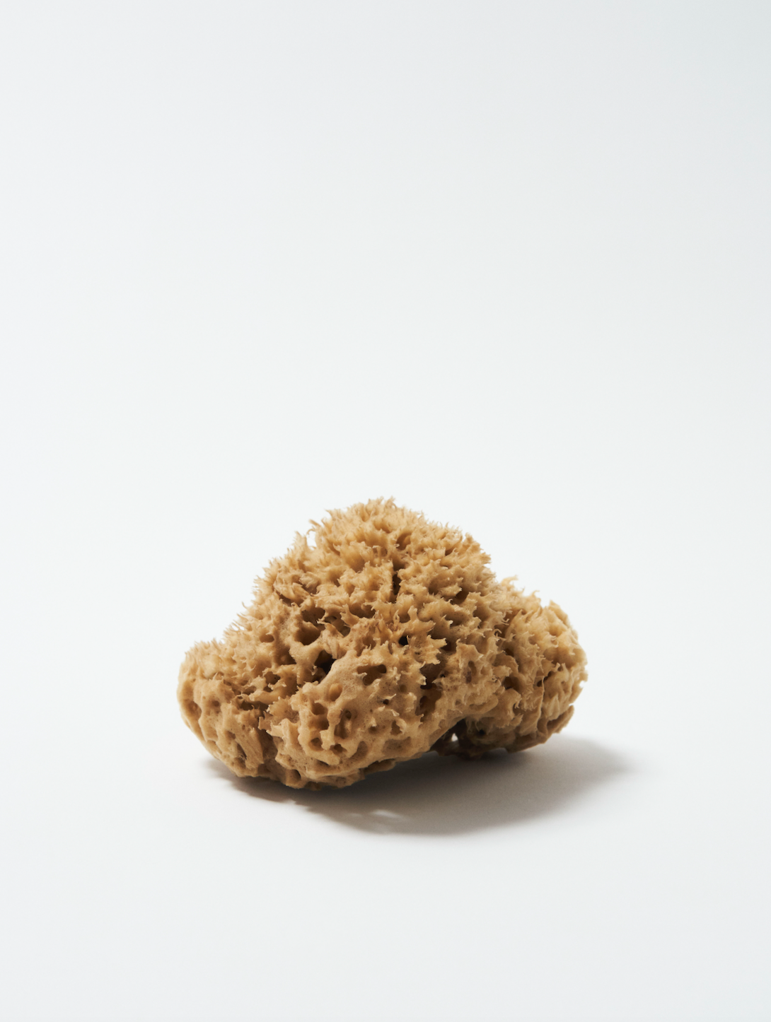 Natural Sea Sponge for the shower from Betiyon