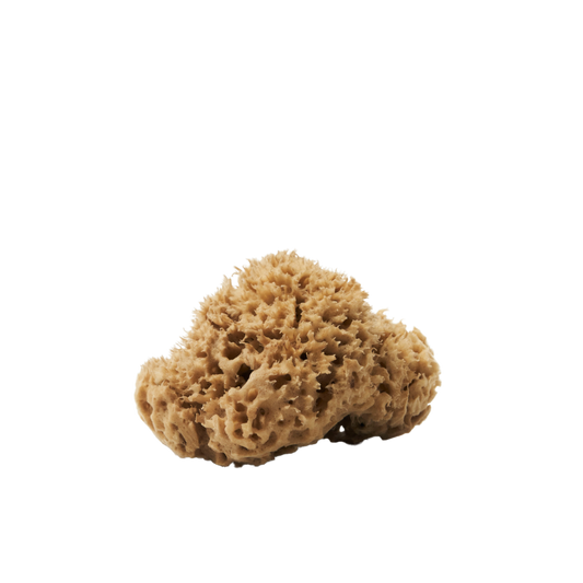 Natural Sea Sponge for the shower from Betiyon
